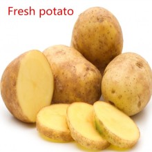 Fresh Potatoes Eco-Virus-Free Holland Potato