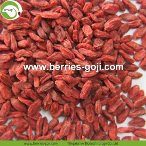 โกจิแบล็กเบอร์รี (Goji Berry)