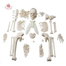 Disarticulated Adult Human Skeleton Bones Anatomical Model Teaching Resources