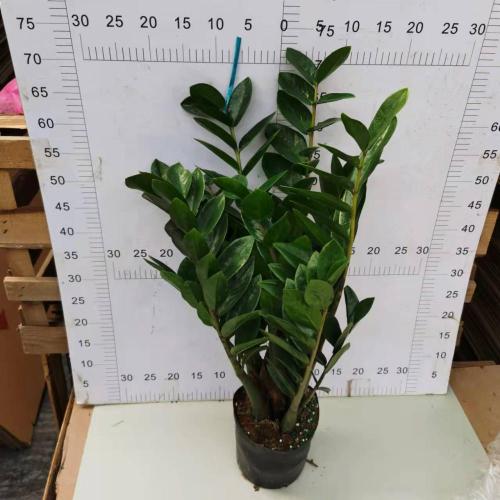 bulk Zamioculcas zamiifolia 180# factory