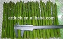 Fresh asparagus