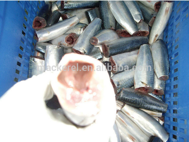 جودة عالية الكاملة تنظيف HGT Pacific Mackerel Round Frozen Fresh Sea Chub
