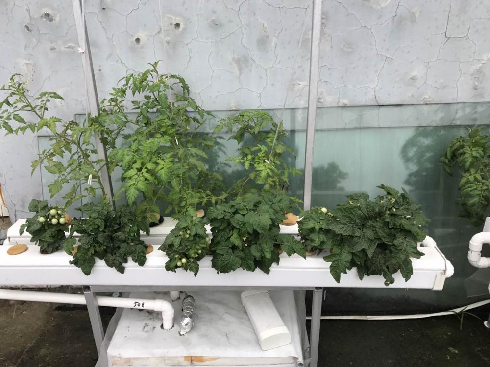 Complete Hydroponics System For Tomato /Lettuce