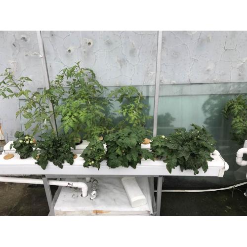 Sistema hidropónico completo para tomate / lechuga