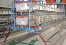 Poultry Cage Mesh African Market