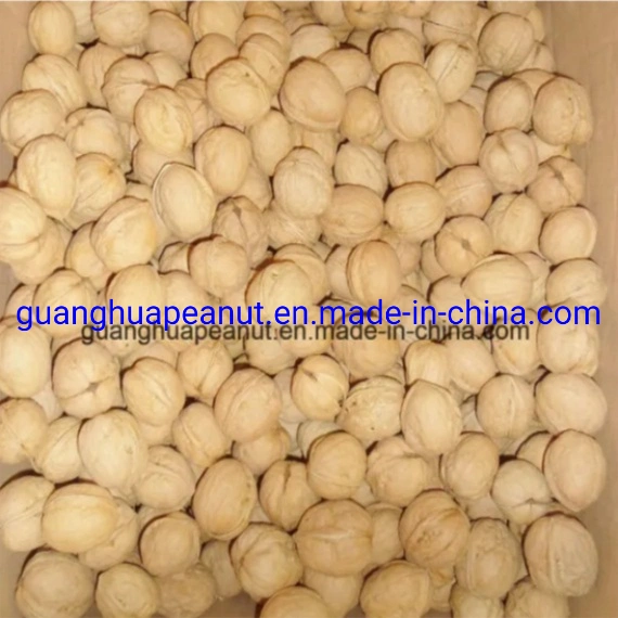 Walnut in Shell with New Crop and Good Quality