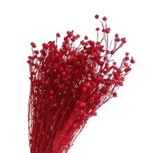 Natural Dried Jequirity Acacia Bean Flowers - DIY Wedding Christmas Decor & Gifts