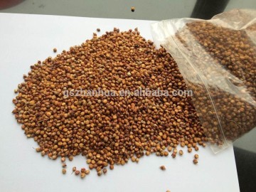 Sorghum, origin from Shanxi, glutinous quality, red color