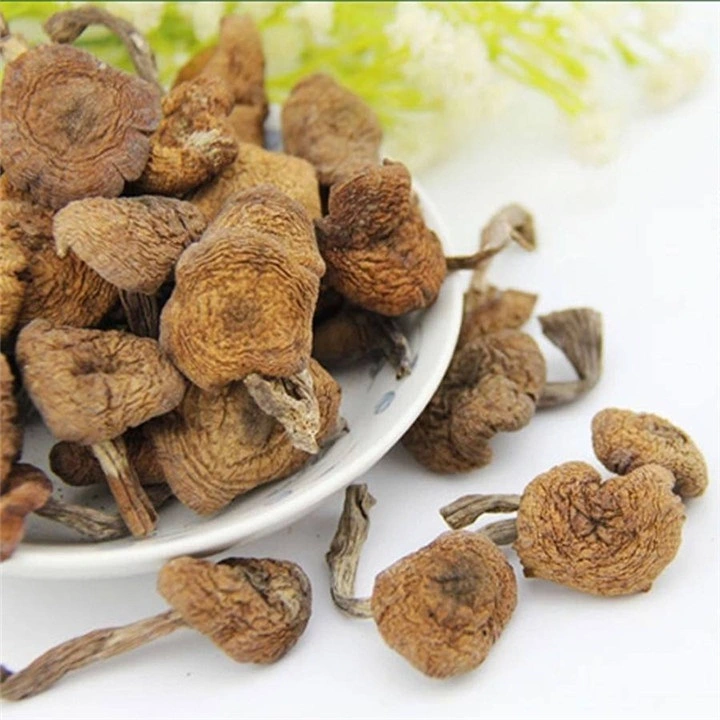 Wild Honey Mushroom Dried Hazel Mushroom