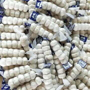 shandong garlic chinese garlic price fresh garlic