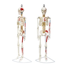 Hanging Skeleton Model with Muscles - FRT010