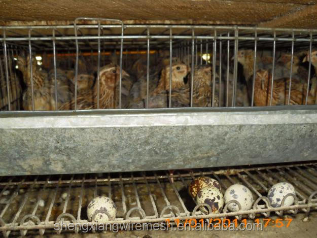 Ecuador codornices jaula quail cage