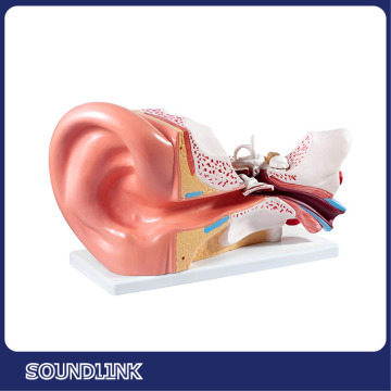 2015 brand new Soundlink Anatomical Ear model indicating outer,middle and inner ear for displaying or educating