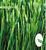 diamond artificial grass,olive artificial grass,artificial grass for football,