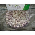 Export Crop 2020 Normal White Garlic