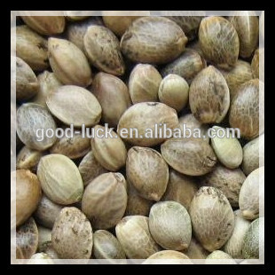 Chinese Industrial Hemp Seeds