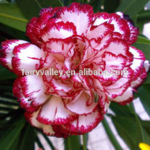 Beautiful Gardening Flower Seeds Carnation Seeds for Planting