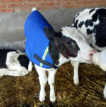 Waterproof Calf Warm Clothes for Calves Keep Warm