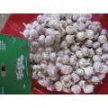 2019 Hot Sale Garlic