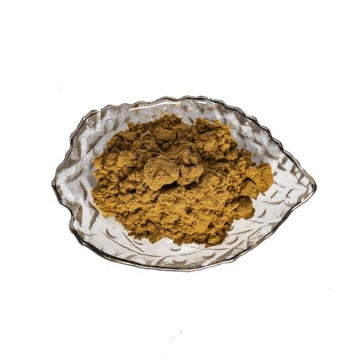Angelica Extract Powder Dong Quai Powder