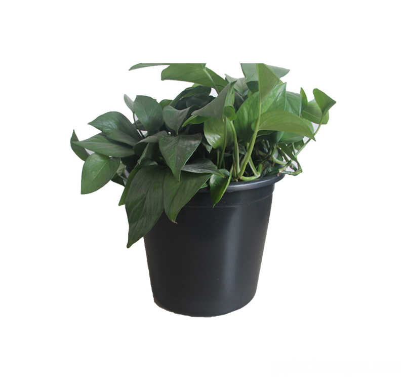 plastic plant for house