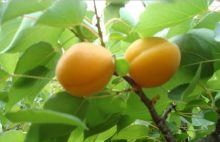 Fresh apricot almond tart