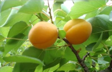 Fresh apricot almond tart