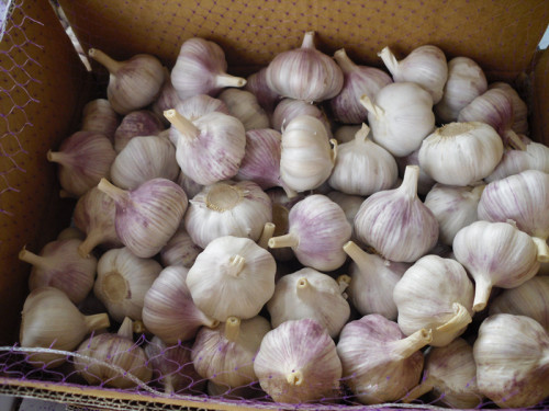 fresh garlic of good quality