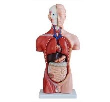 13-Part 42cm Male Human Torso Organs Model