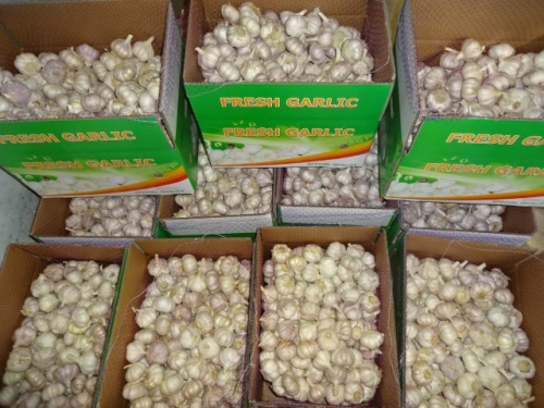 Normal White Garlic Exporter