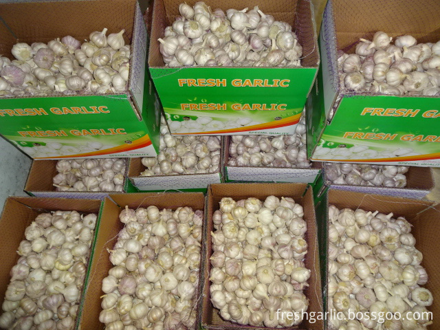 Normal Garlic Exporter