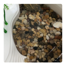 China Factory Supply Washed Mix Cobbles Pebbles for Garden Decoration and Landscaping