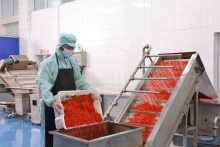 organic goji berry goji goji goji