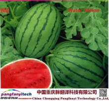 Fresh Tasty Healthy Self-planted Sweet Water Melon