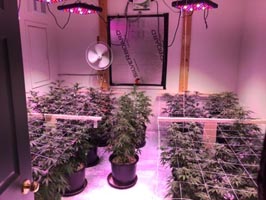 led grow light flowering