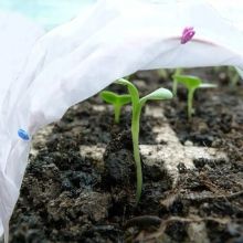 Polipropilena tidak ditenun untuk perlindungan fros sayur -sayuran