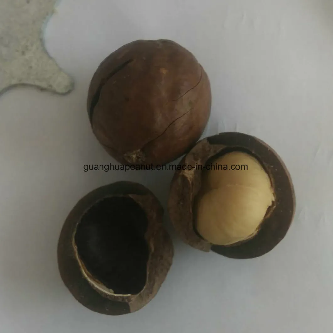 Nutrition and Health High Quality Macadamia Nut