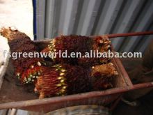 cycas revoluta bare root inside container