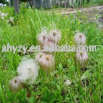 Pulsatilla chinensis Regel