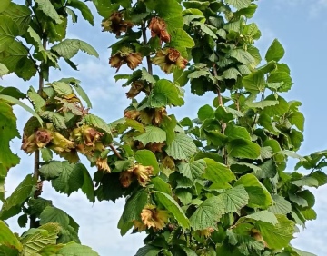 Delicious Wild Natural Flavor Hazelnut