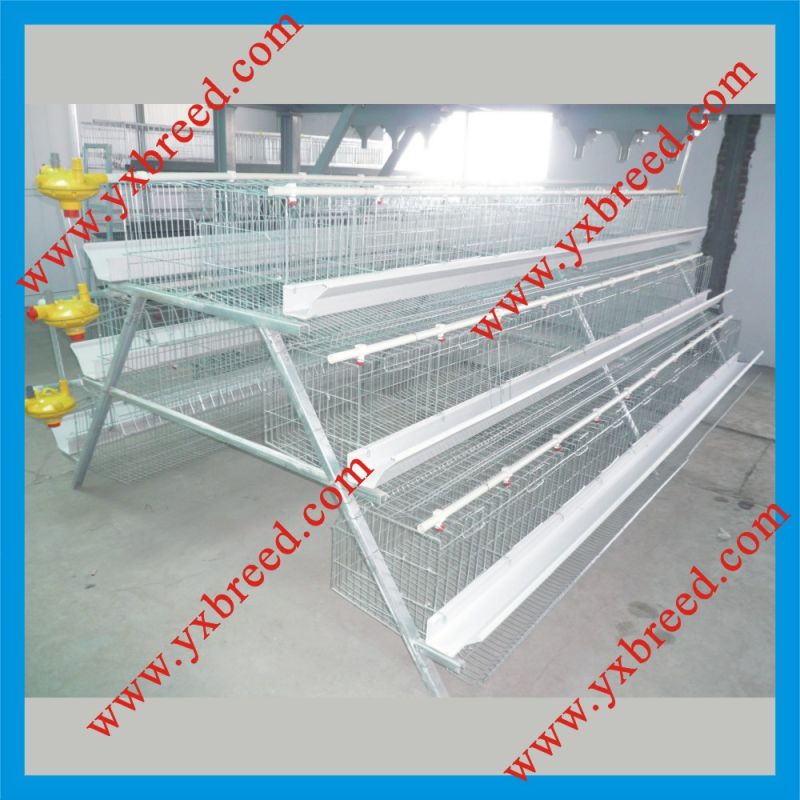 Poultry Farming Equipment for Chicken Layers