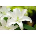 Beauty and Beauty care Powder Lily extract