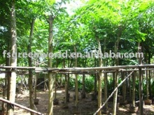 Dalbergia Sissoo outdoor plants