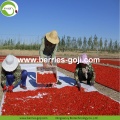 ขายส่งนำเข้าธรรมชาติ Eu Standard Goji Berry