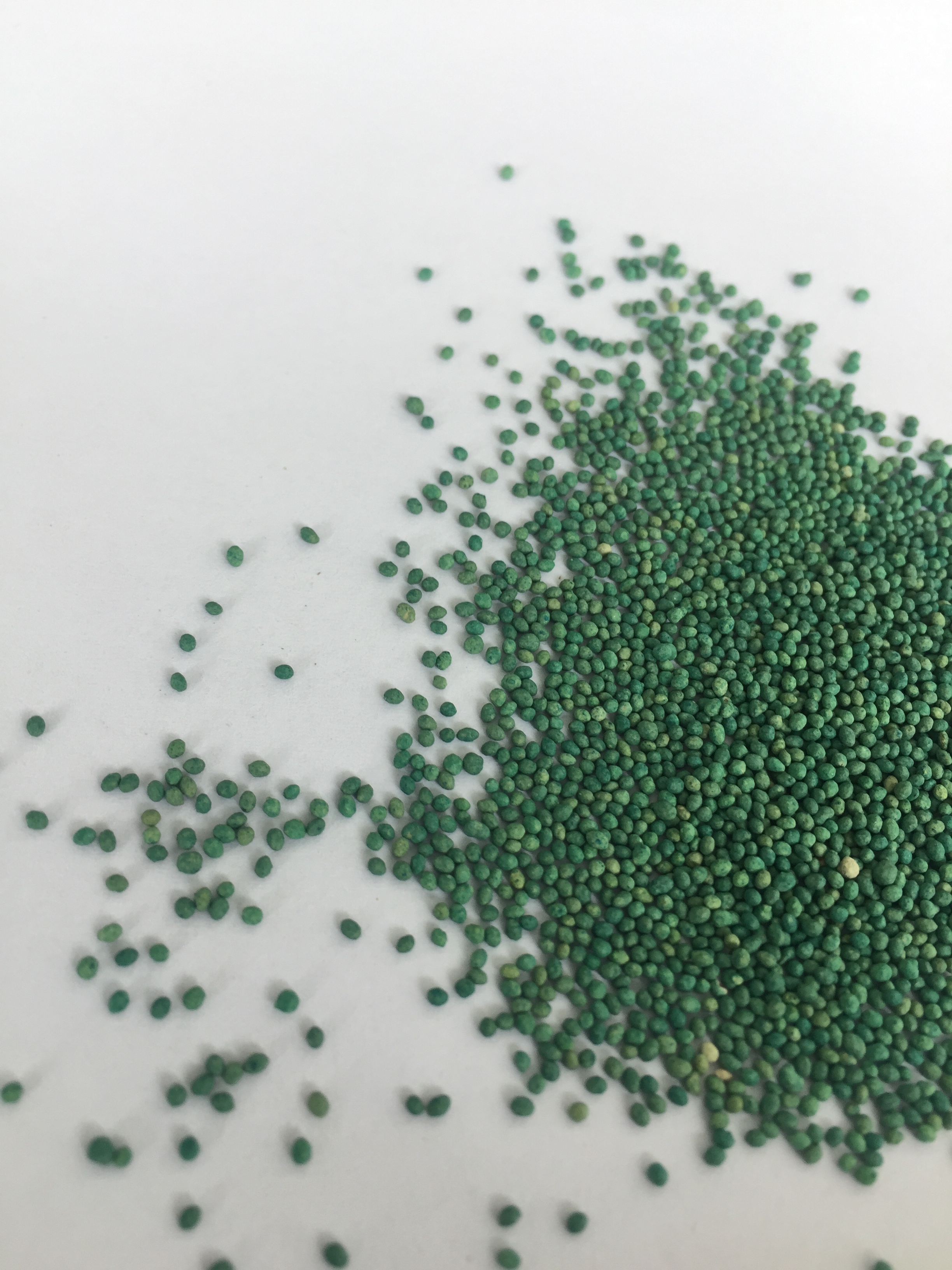 grass_seed (10)