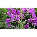 مسحوق استخراج Epilobium Parviflorum 4: 1