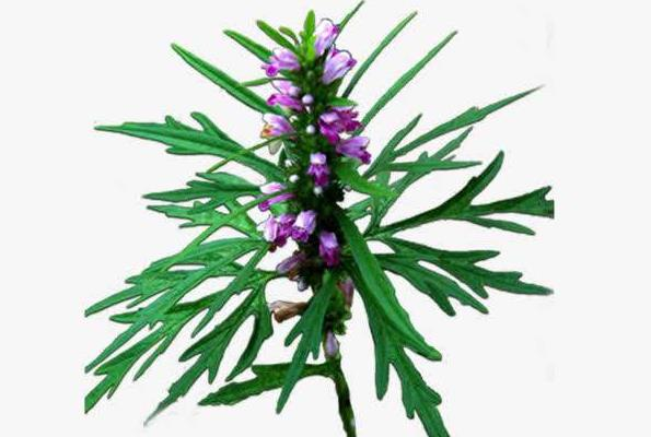 Motherwort