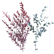 Forever Fresh Preserved Eucalyptus Foliage - Long Lasting and High Quality