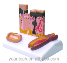 4-Part Fake Human Skin Anatomic Model - Skin Model
