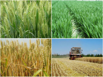 vital wheat gluten used animal feed high protein